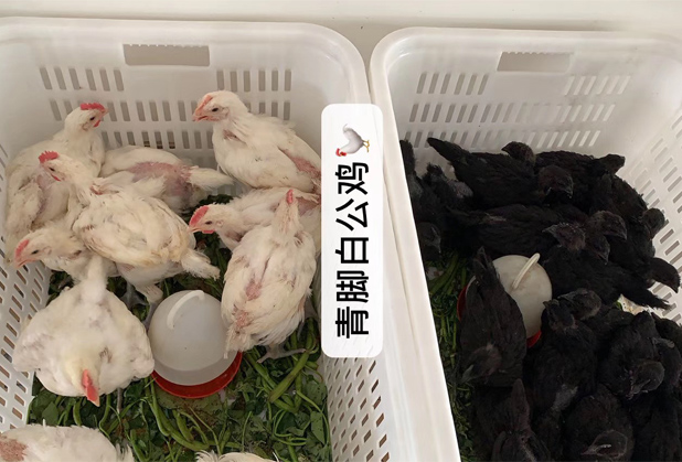四川青脚白公鸡