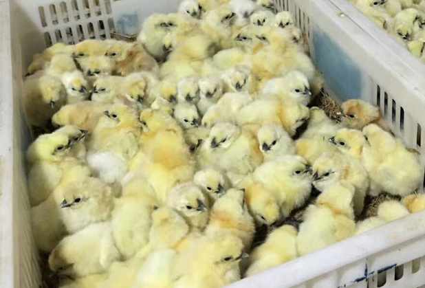广汉土鸡苗