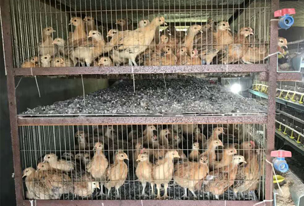 广汉淮南王母鸡