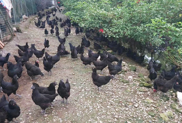 绿壳鸡