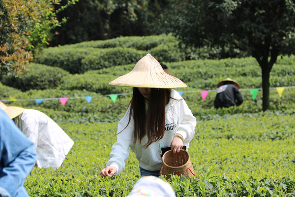 春游踏青茶文化体验活动