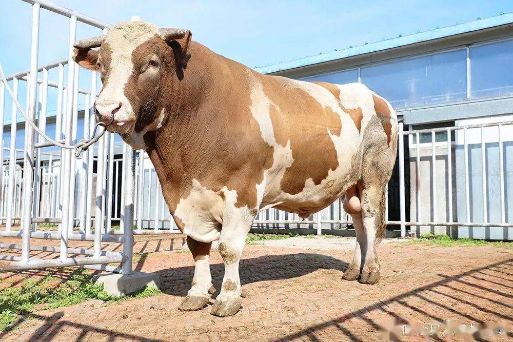 看看呼倫貝爾的現代化奶牛養殖～