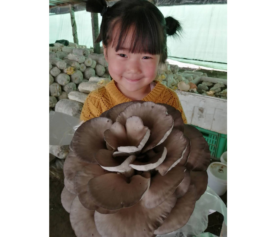 河南香菇种植培训教学