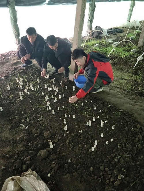 河南香菇种植培训