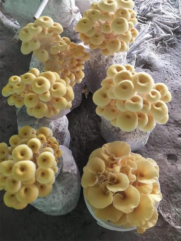 卫东蘑菇种植为你分享：菌种的制作方法和教程