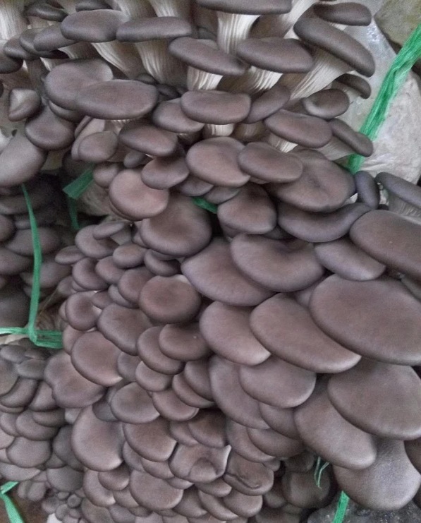食用菌栽培技术 平菇的菌种制作及栽培管理