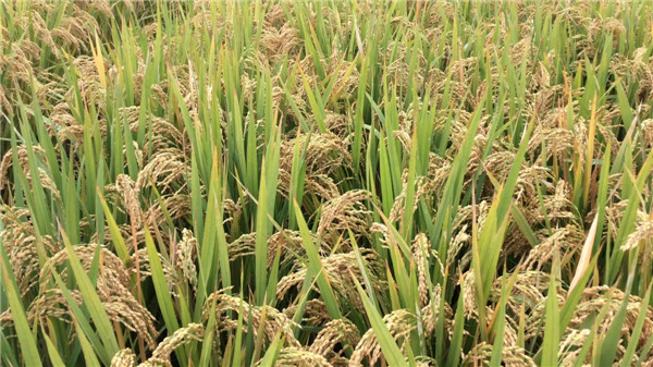 河南水稻种子批发