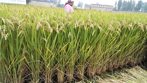 河南水稻种子厂家-艺稻675