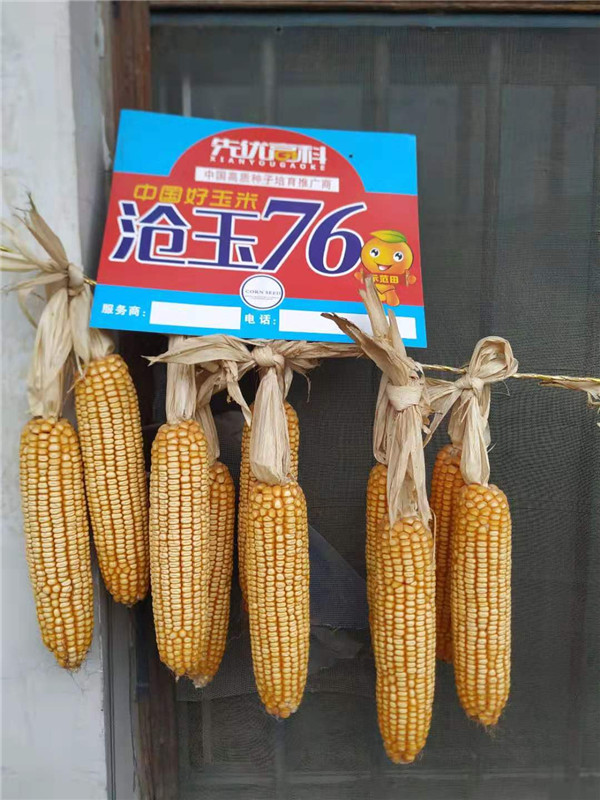 玉米種子-滄玉76