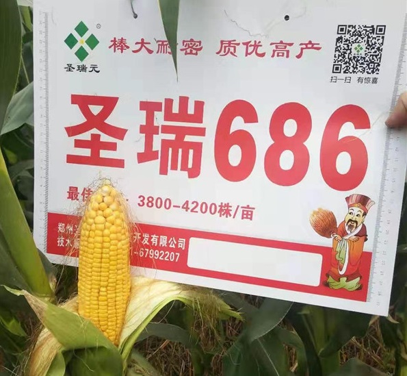 河南玉米种子价格-圣瑞686