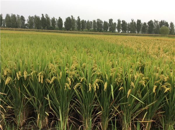 河南水稻种子