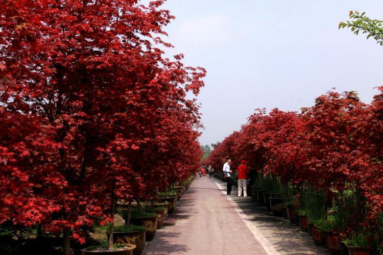关于栽培四川红枫树的五大误区，看看你中招了吗？