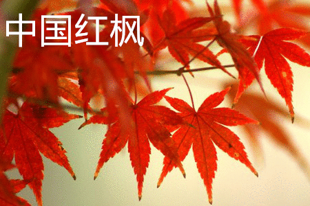原来中国红枫的生长习性是这样的啊！