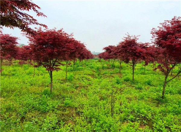 中国红枫种植