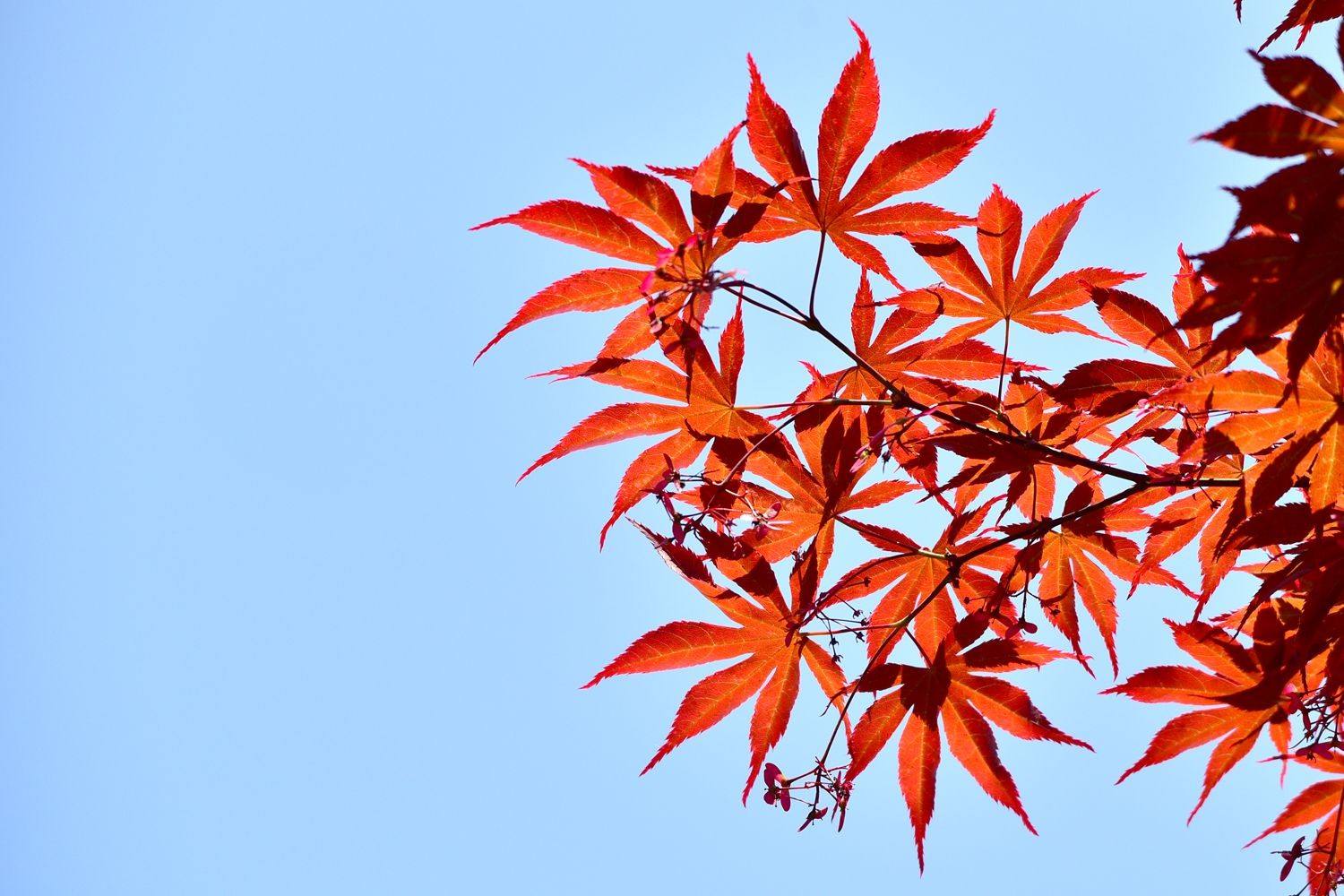 为你讲解四川红枫是什么季节的植物