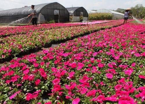 四川绿化苗木