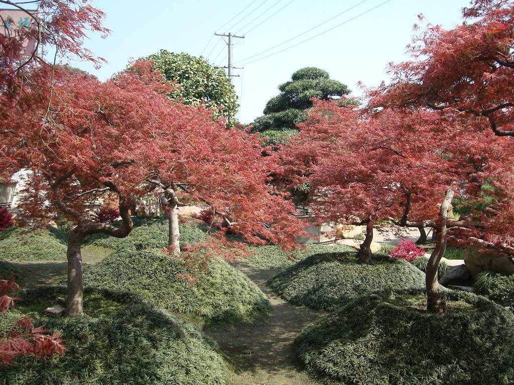 四川苗木基地