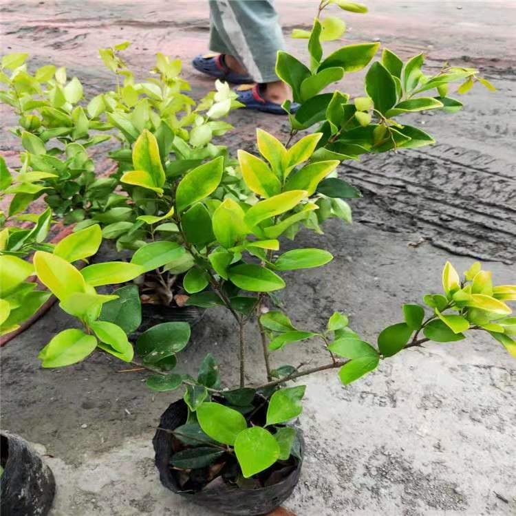 成都金森女贞