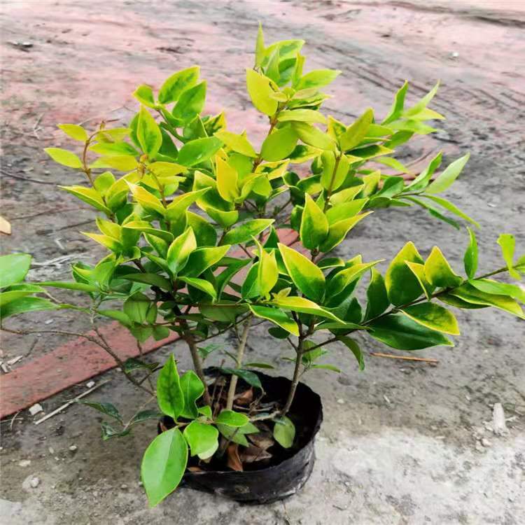 成都金森女贞