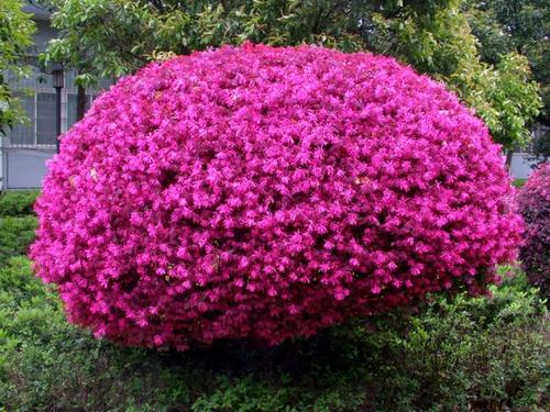 四川红花继木
