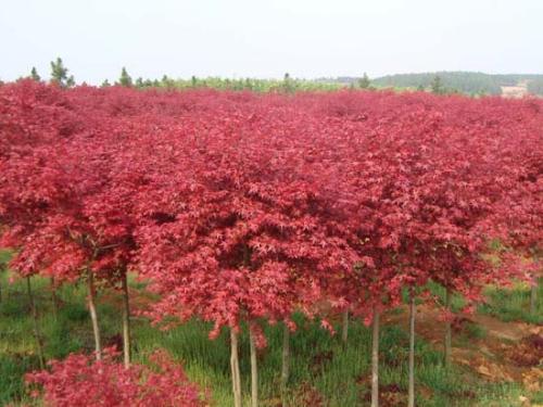 四川红枫苗木