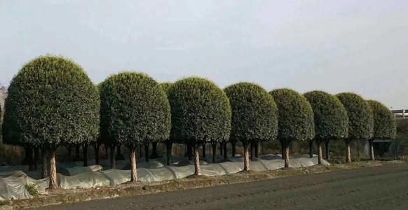 四川高杆桂花