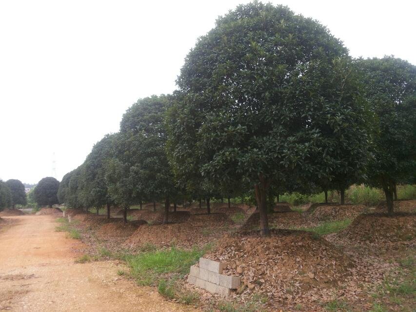 四川苗木基地