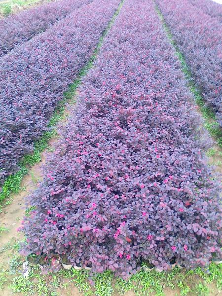 四川紅花繼木