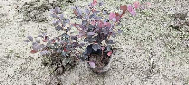 成都紅花繼木種植基地