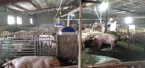 母豬自動化養豬設備
