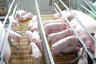 四川自动饲喂机厂家教你如何提高哺乳母猪采食量？