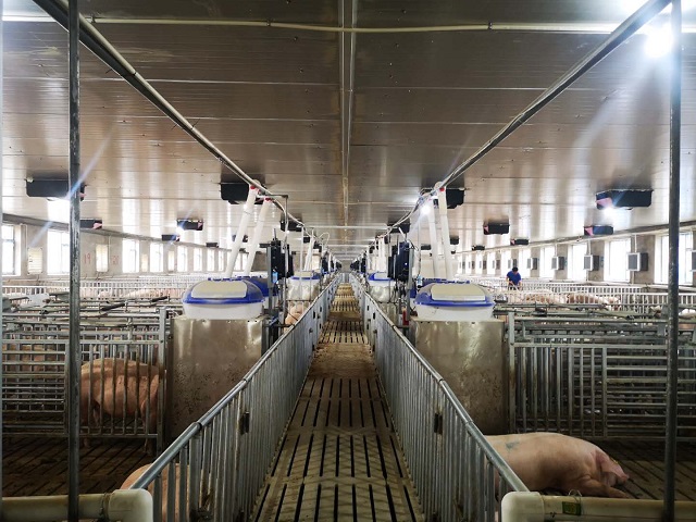 吉林5500母猪自繁育猪场电子饲喂站安装案例