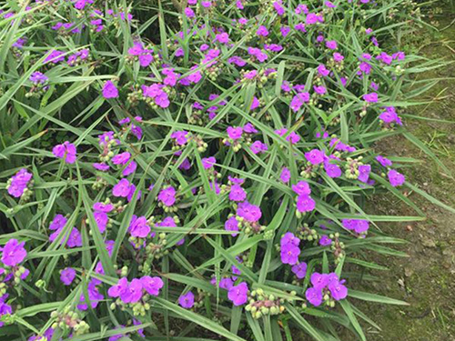 宿根花卉：紫露草