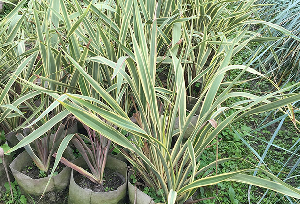 6种绝佳的盆栽观赏草，买点种子新西兰亚麻就可以培育，新手园丁也可练练手