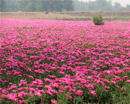 芍藥種植基地