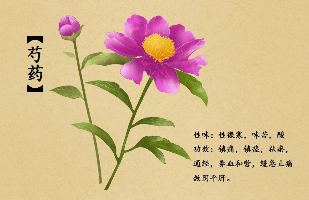 四川芍藥