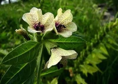 在四川山莨菪堿的這些臨床用途，你都知道嗎？