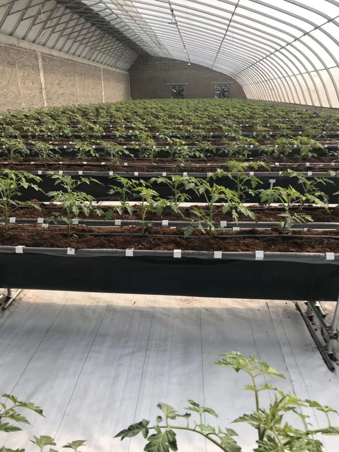大棚温室种植蔬菜的灌水方式有哪些？