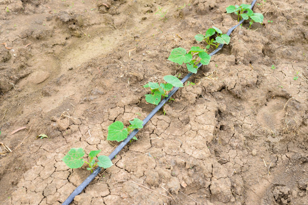灌溉水肥一体化应遵循的基本原则是什么？