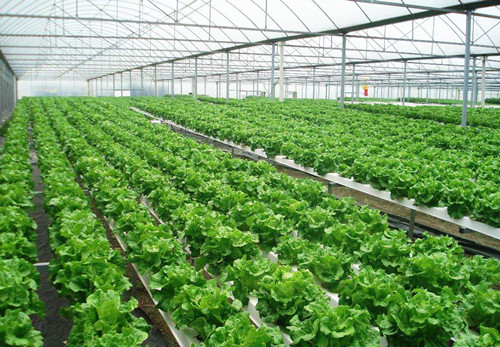 温室大棚里的蔬菜在初夏该如何管理