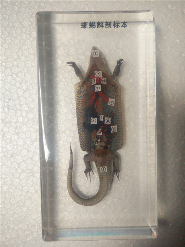 包埋標本-蜥蜴解剖
