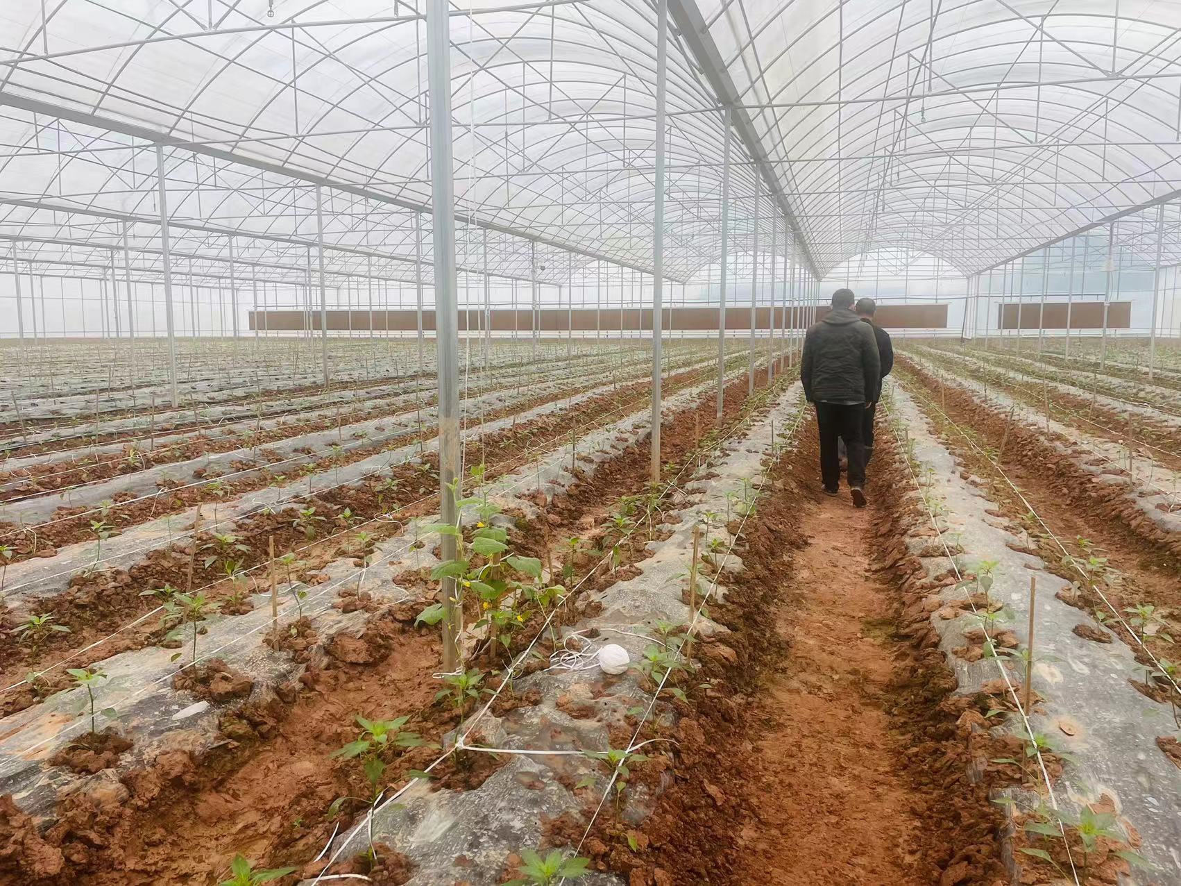 四川泸州蔬菜育苗基地温室大棚成功案例
