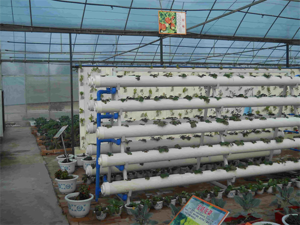 泸州成都立体栽培技术