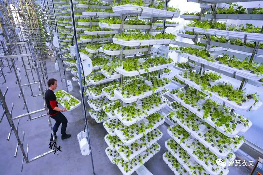 全球.大温室大棚园区，光种菜工人就有10万，一年卖菜赚100亿！