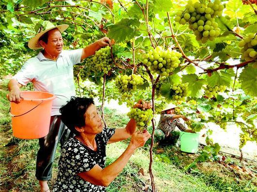 精敏科技告诉你--温室大棚种植葡萄的优势