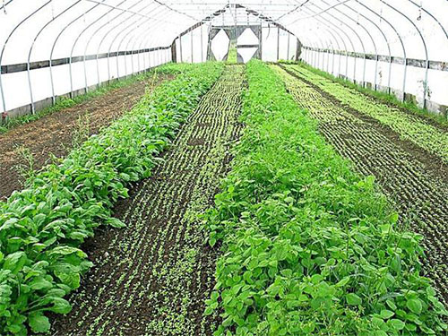 秋冬温室大棚蔬菜种植上的常见误区