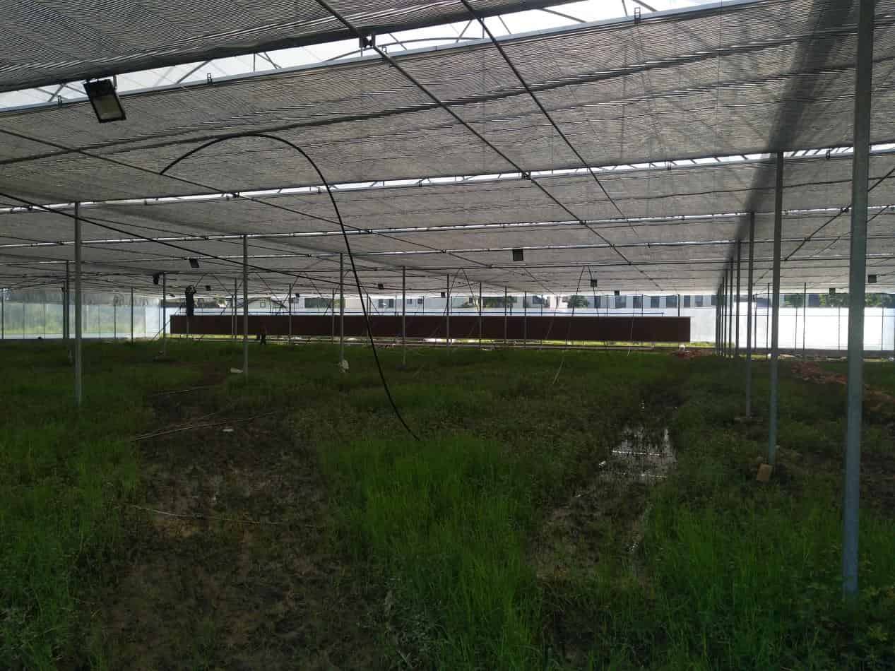 沙漠里建起智慧农场 中国蔬菜走上卡塔尔**杯餐桌