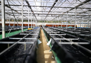 探访青岛莱西“玻璃温室”：植物工厂有了智慧大脑