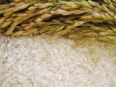 如何区分当阳大米和其它劣质大米?