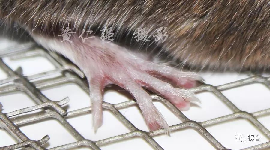 旅鼠的爪子图片